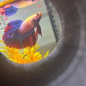 Meet your Posher, Emmy